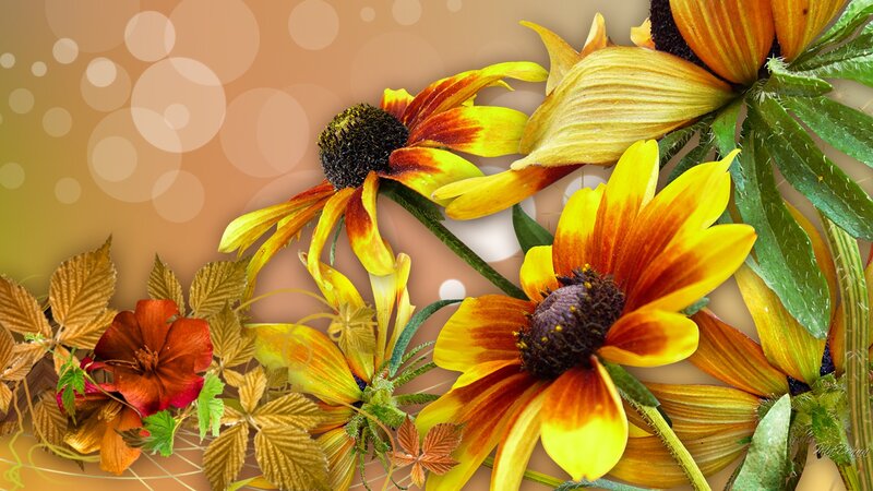 Yellow and Orange Flowers — Calm, Autumn