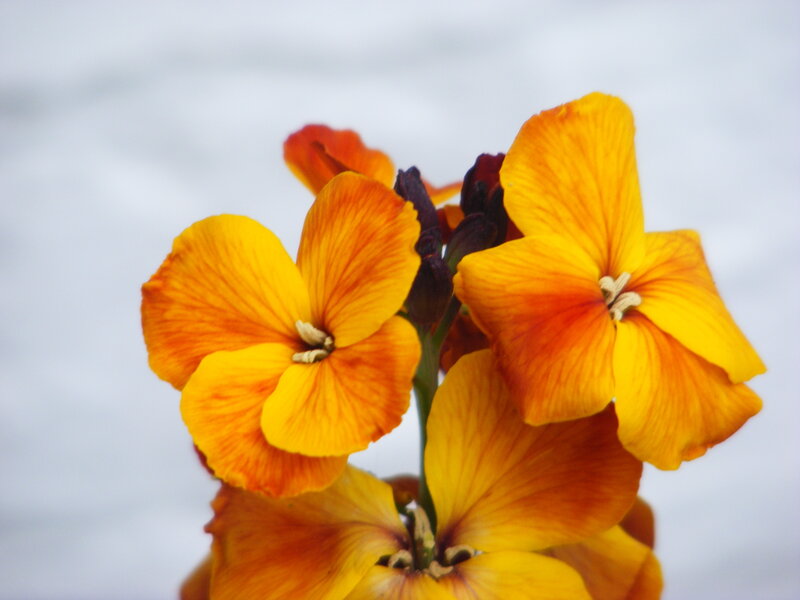 Yellow and Orange Flowers — Calm, Photograph