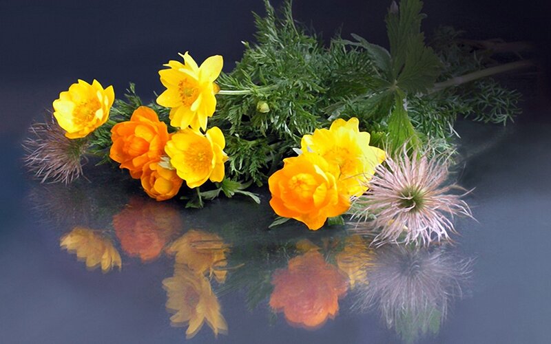 Yellow and Orange Flowers — Calm