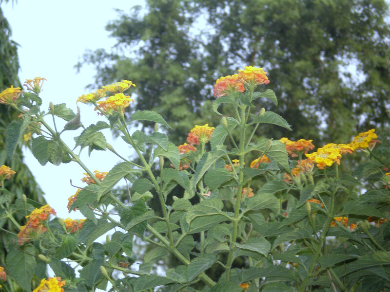 yellow and orange flowers in garden