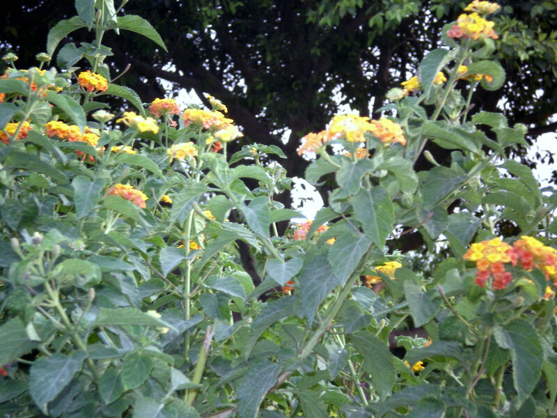 yellow and orange flowers in garden