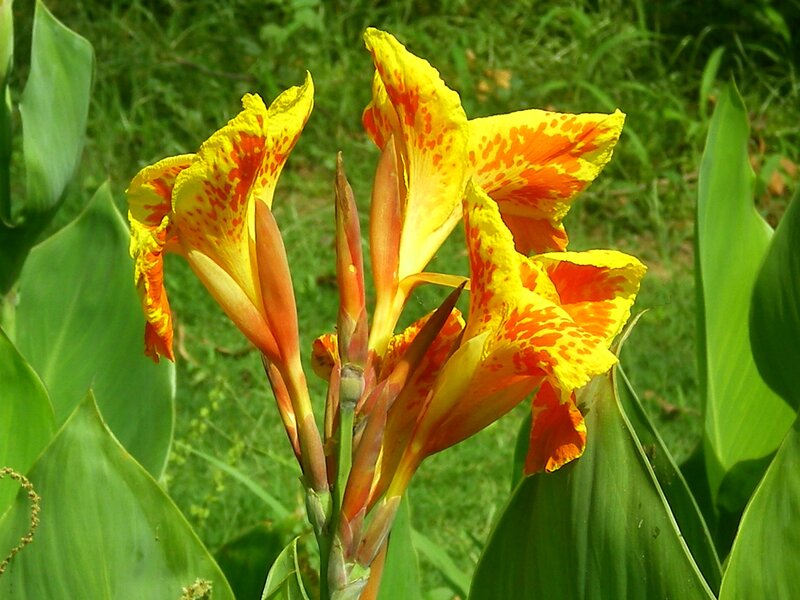 Yellow and Orange Flowers — Natural, Afternoon