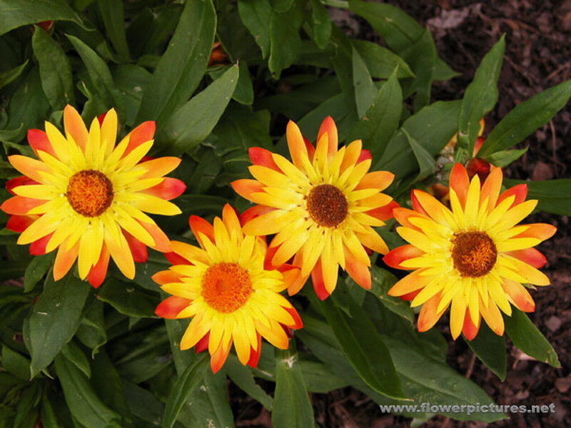 Yellow and Orange Flowers — Natural