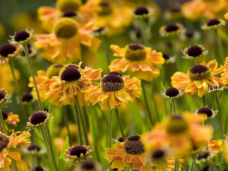 Yellow and Orange Flowers — Serene, Summer