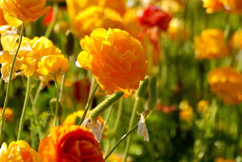 Yellow and Orange Flowers — Serene