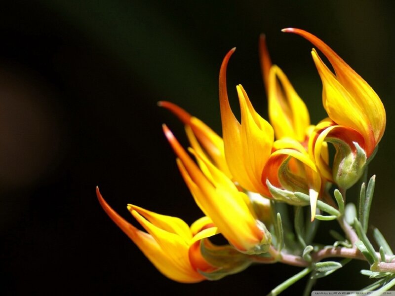 Yellow and Orange Flowers
