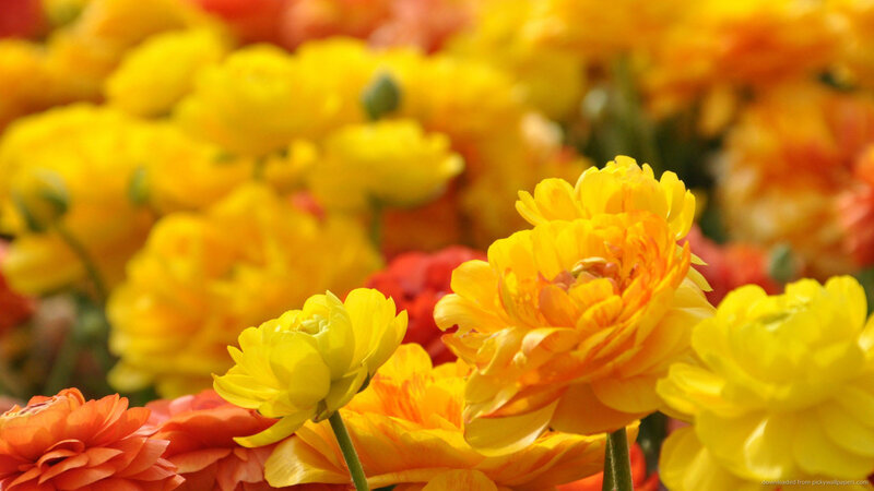 Yellow and Orange Flowers — Vibrant, Afternoon, Photograph, Buds