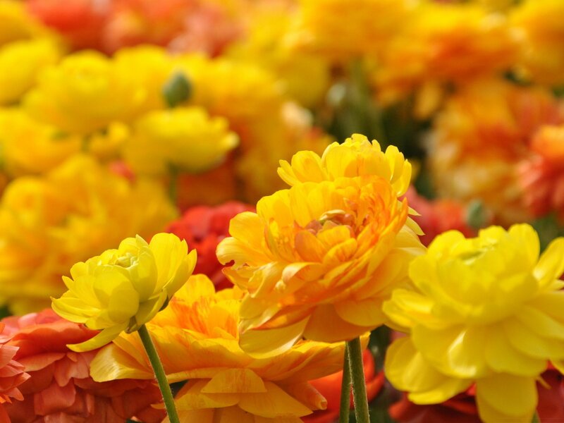 Yellow and Orange Flowers — Vibrant, Afternoon, Photograph, Stems