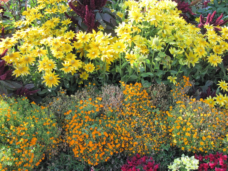 Yellow and Orange Flowers — Vibrant, Afternoon