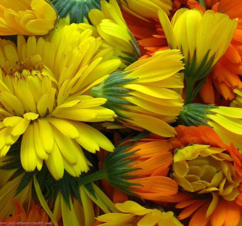 Yellow and Orange Flowers — Vibrant