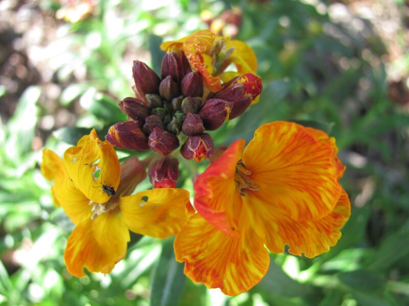 Yellow and orange flowers with buds