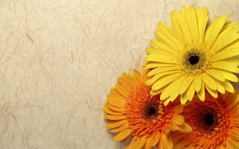 Yellow and Orange Gerbera Daisies — Calm