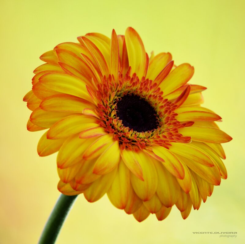 Yellow and Orange Gerbera Daisy