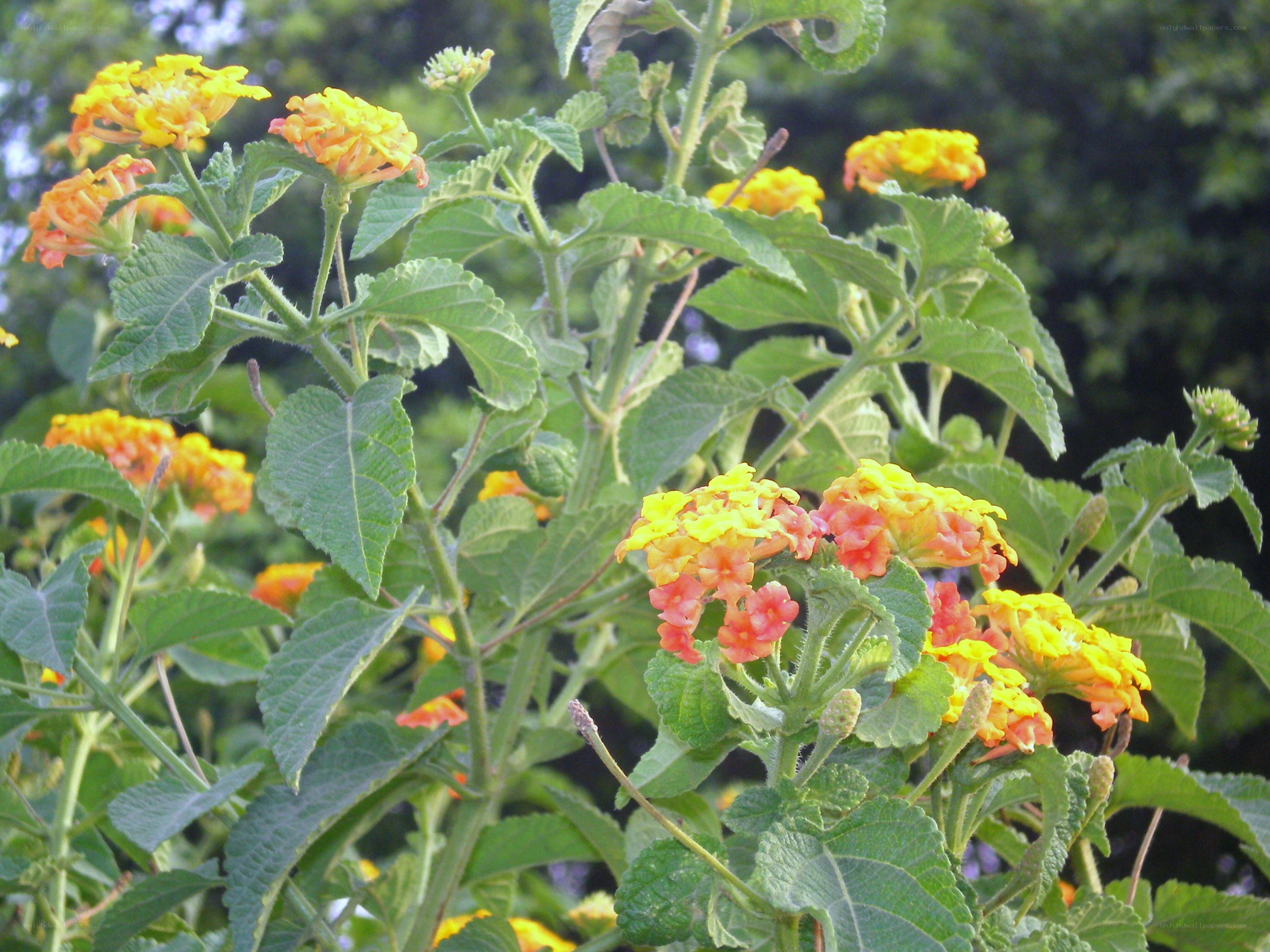 yellow and orange lantana flowers