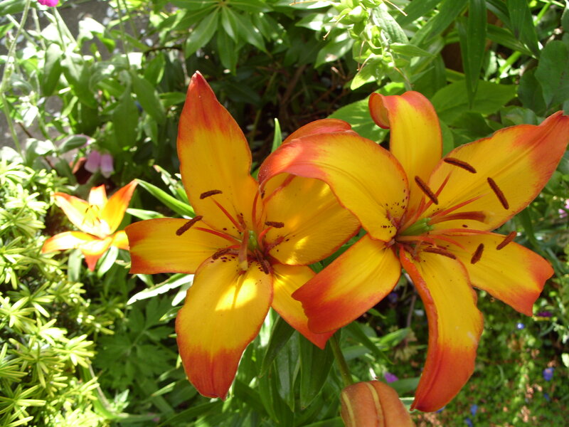 Yellow and Orange Lilies — Bright