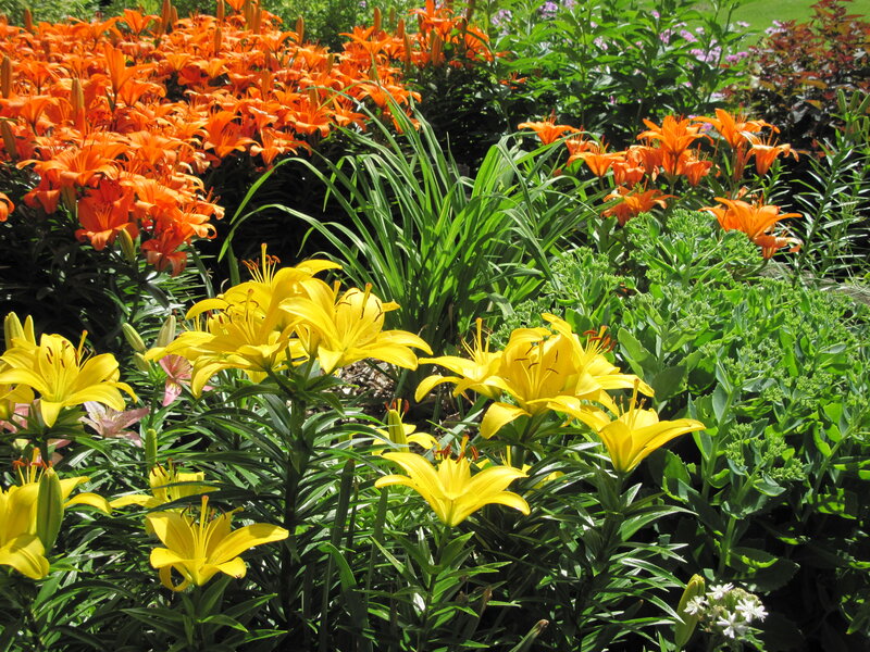 Yellow and Orange Lilies — Vibrant