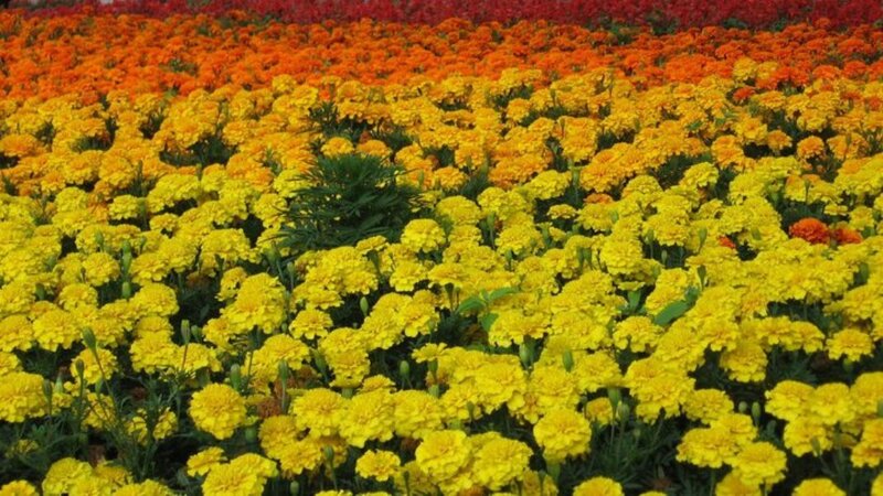 Yellow and Orange Marigolds