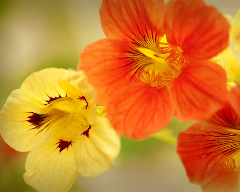 Yellow and Orange Nasturtiums