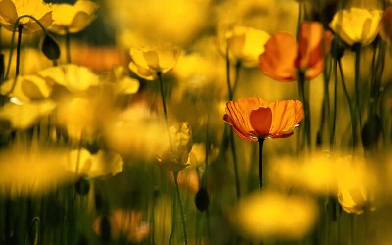 yellow and orange poppies in field