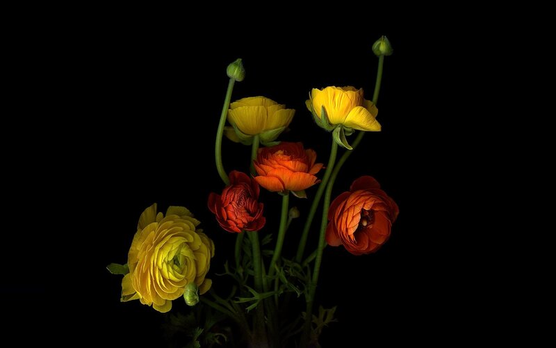 Yellow and Orange Ranunculus — Dramatic
