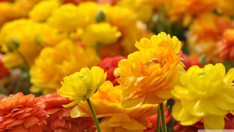 Yellow and Orange Ranunculus