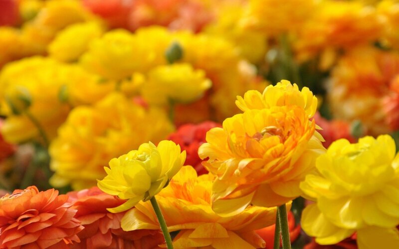 Yellow and Orange Ranunculus — Vibrant, Afternoon