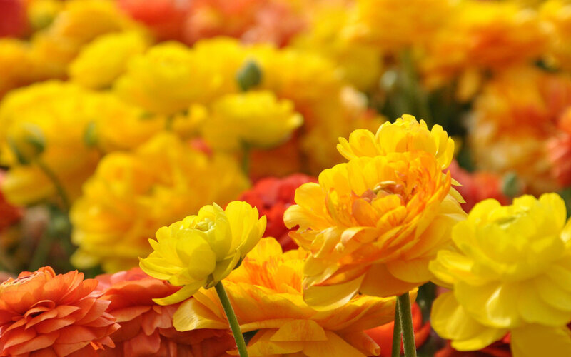Yellow and Orange Ranunculus — Vibrant