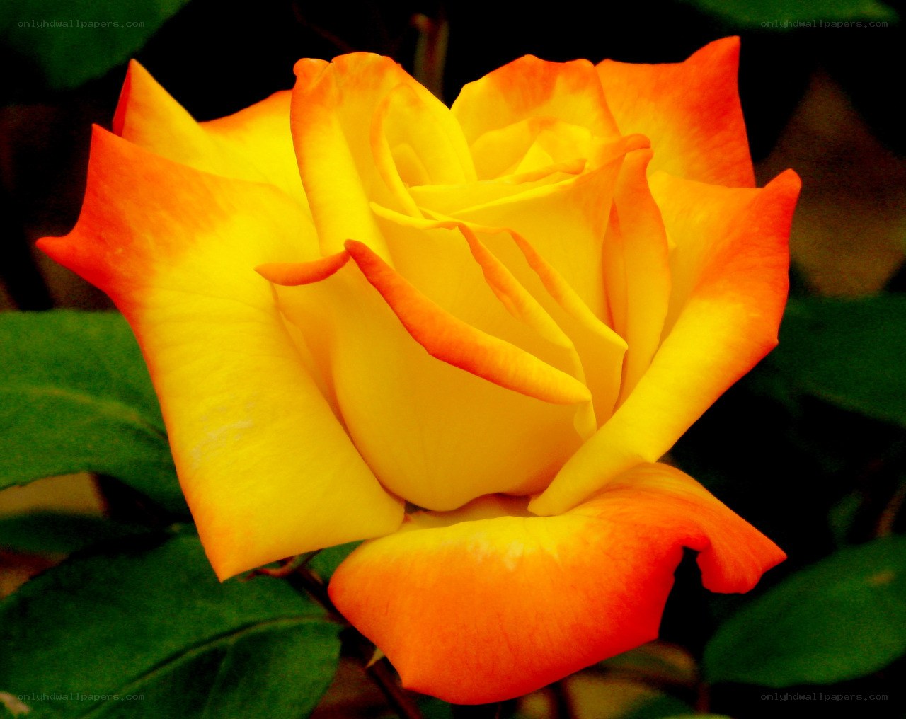 yellow and orange rose bloom