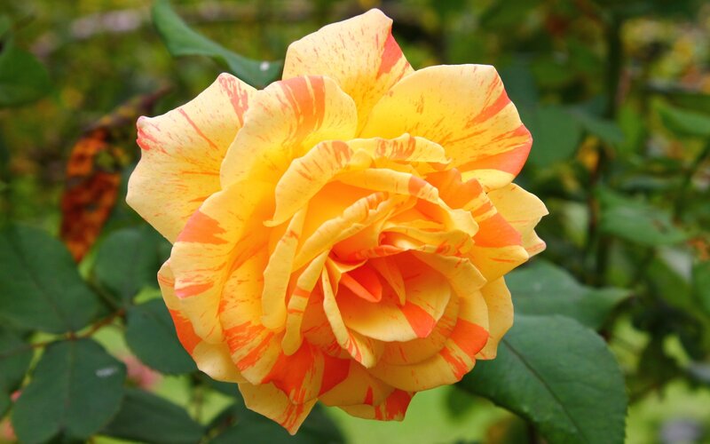 Yellow and Orange Rose — Calm, Afternoon
