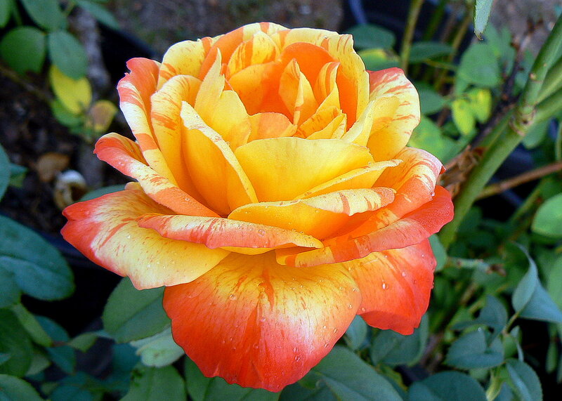 Yellow and Orange Rose — Calm