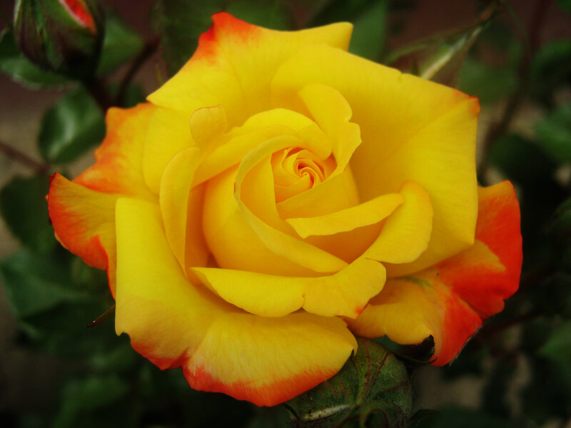 Yellow and Orange Rose
