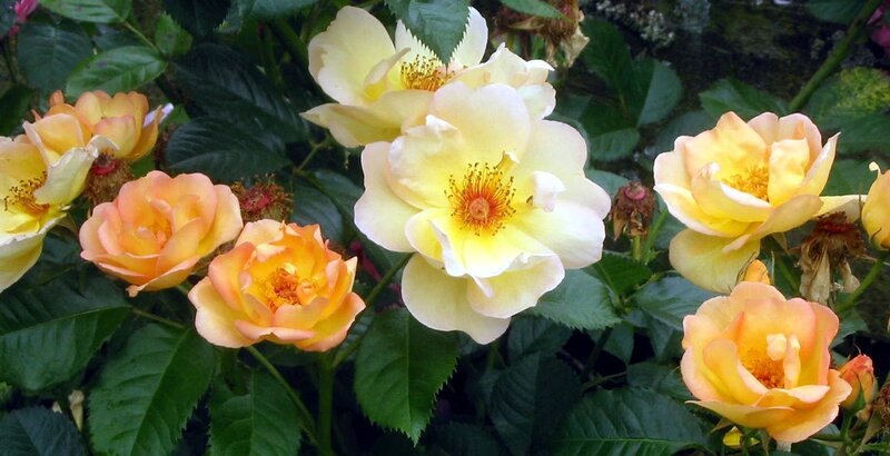 Yellow and Orange Roses — Calm, Summer