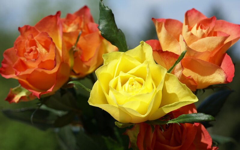 Yellow and orange roses in bloom