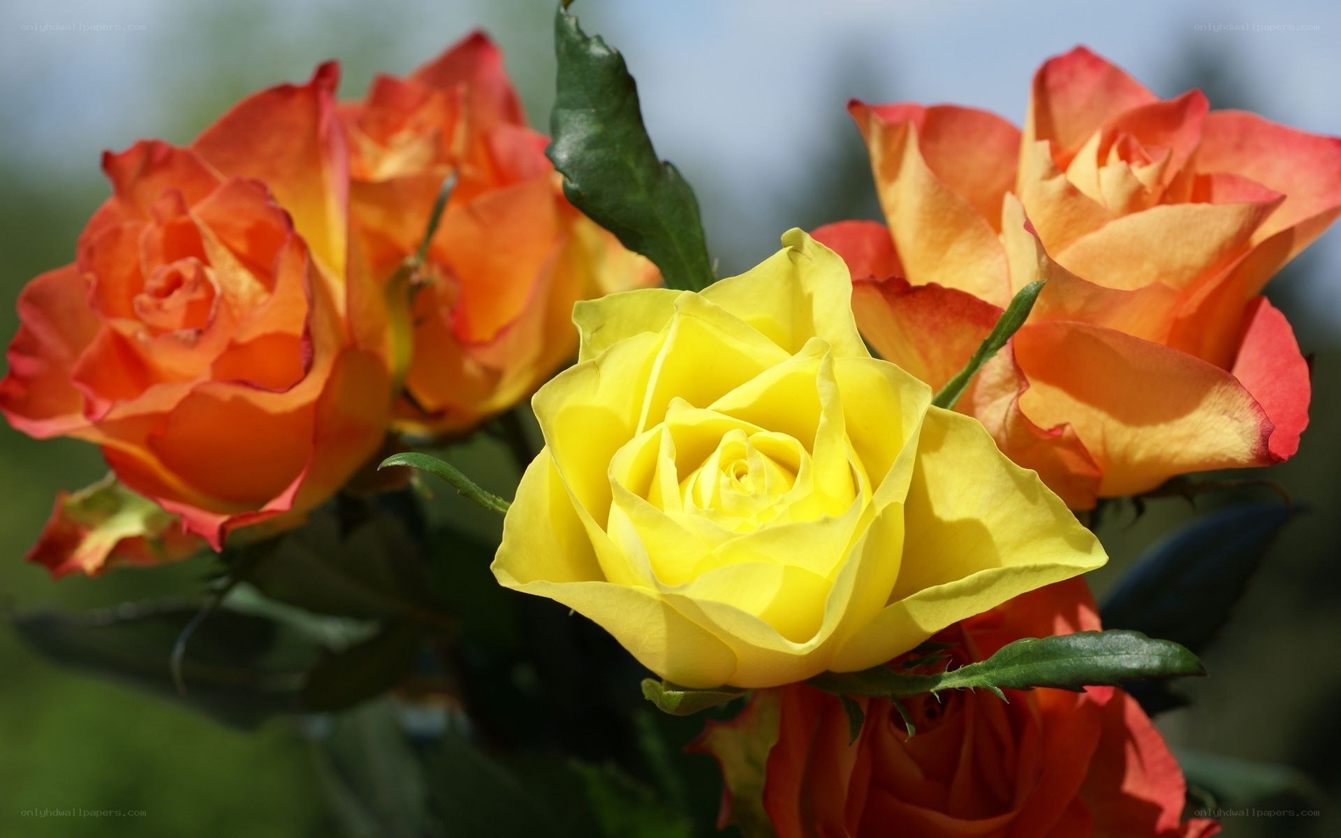 Yellow and orange roses in bloom