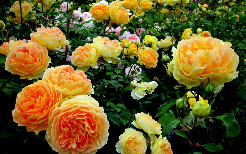 Yellow and Orange Roses — Serene, Afternoon