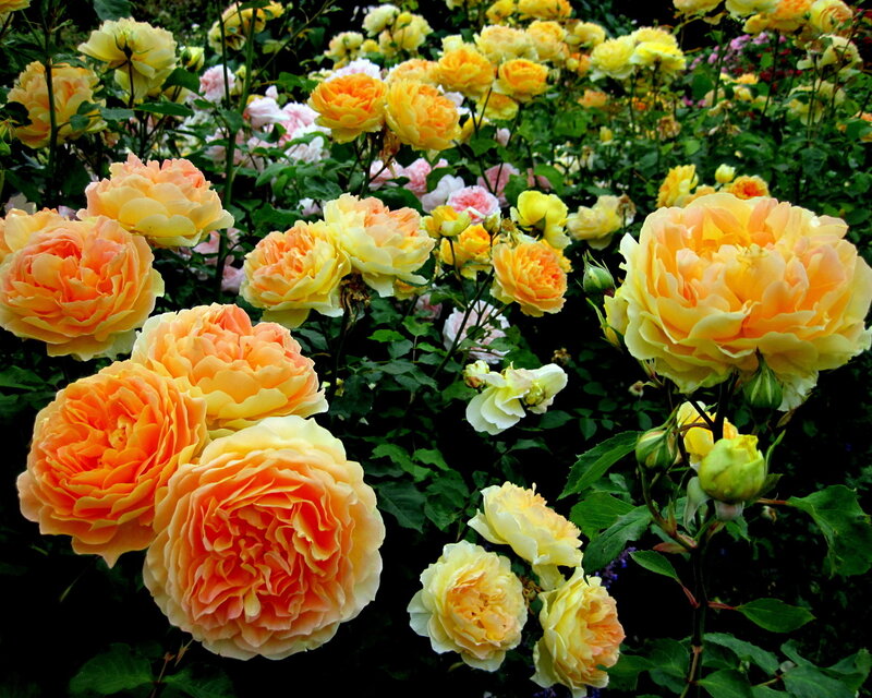 Yellow and Orange Roses — Serene, Summer, Photograph