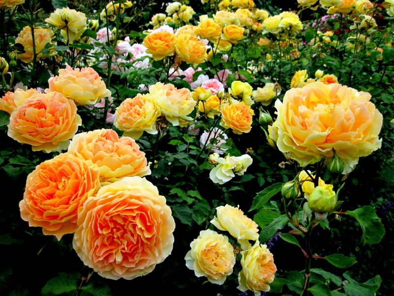 Yellow and Orange Roses — Serene, Summer