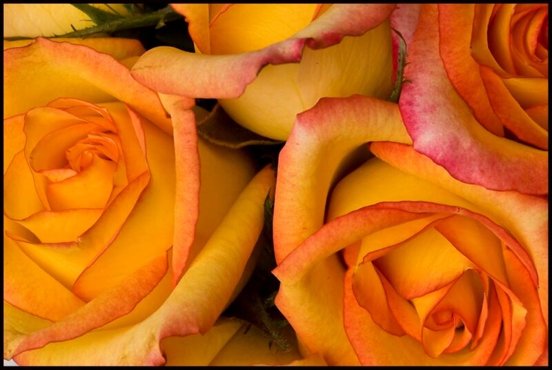 Yellow and Orange Roses — Warm
