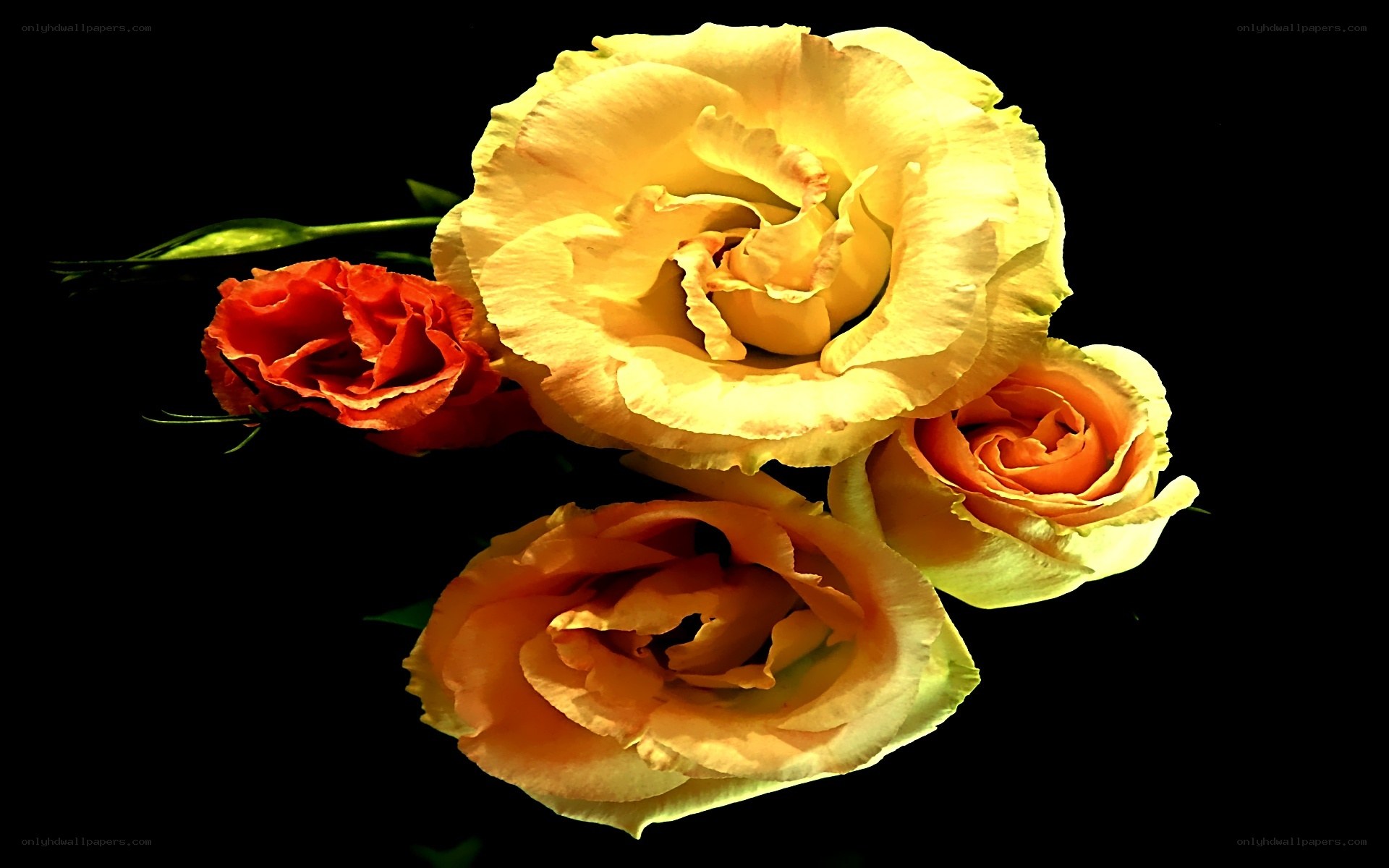 yellow and orange roses