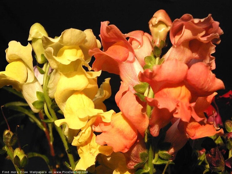 Yellow and Orange Snapdragons