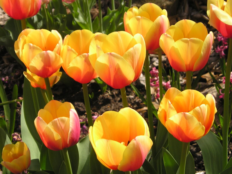 Yellow and Orange Tulips — Bright