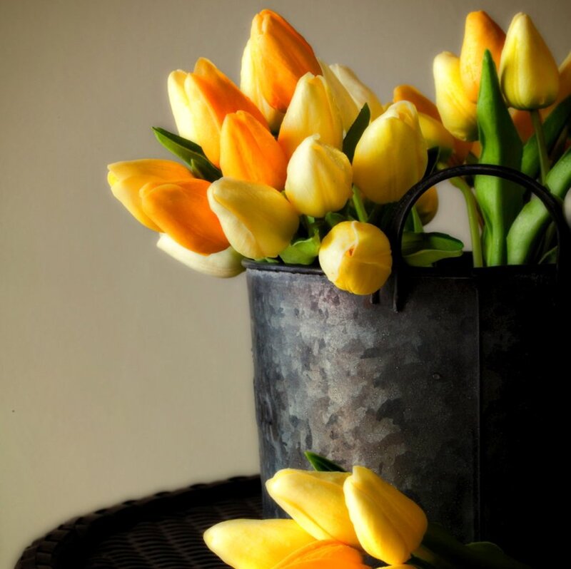 Yellow and Orange Tulips — Calm