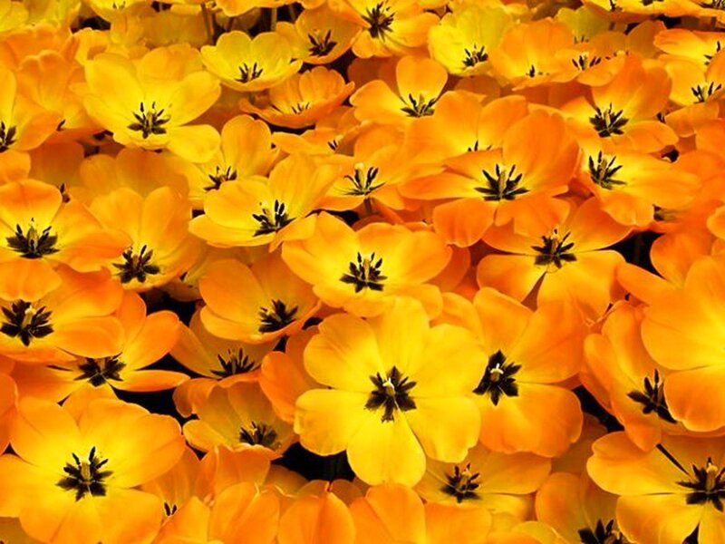 Yellow and Orange Tulips — Vibrant, Photograph