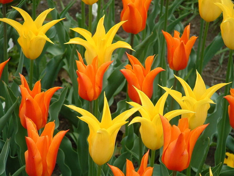 Yellow and Orange Tulips — Vibrant