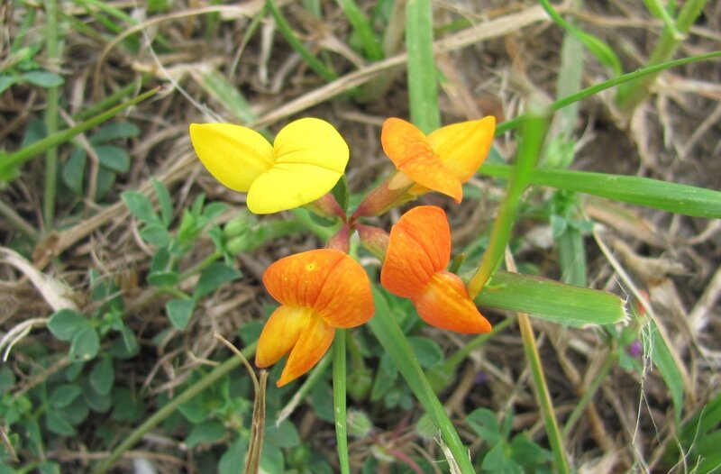 yellow and orange wildflowers