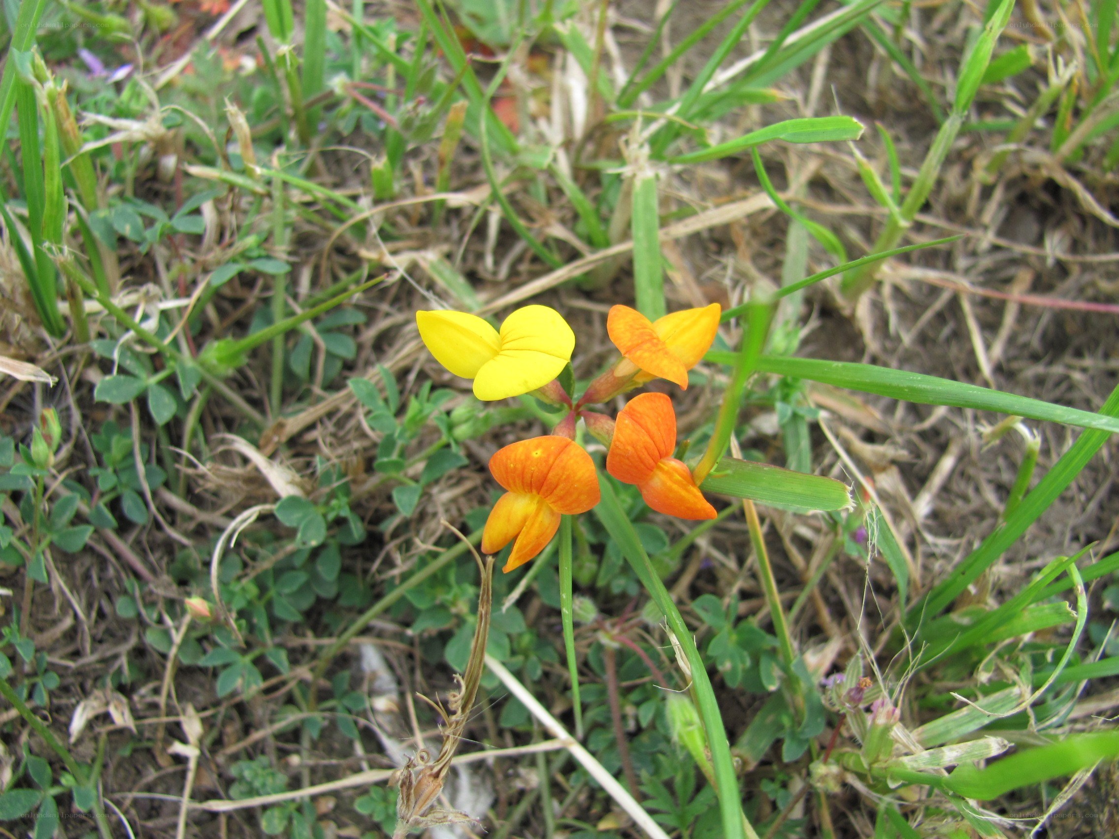 yellow and orange wildflowers