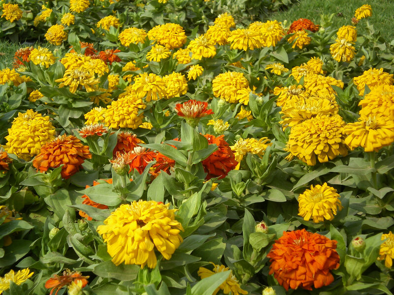 Yellow and orange zinnia flowers