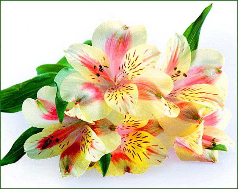 Yellow and Pink Alstroemeria Flowers