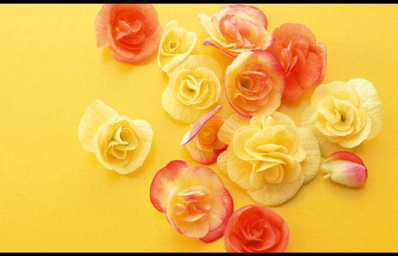 Yellow and Pink Begonia Flowers — Calm
