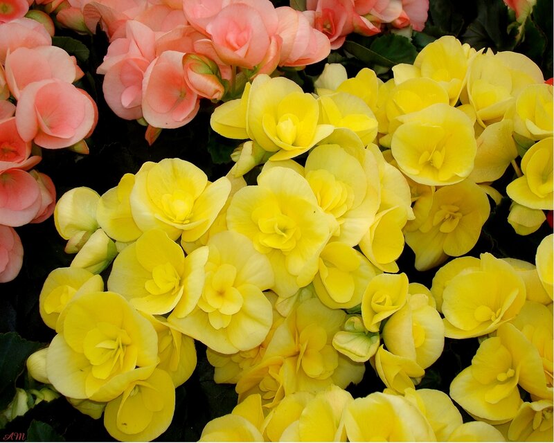 Yellow and pink begonia flowers